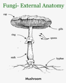 Fungi, Lichens - Anatomy Of Fungi, HD Png Download, Transparent PNG