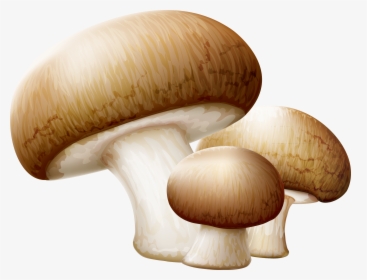 Transparent Oyster Clipart Free - Mushroom Clipart, HD Png Download, Transparent PNG