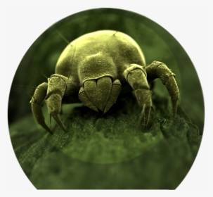 Facts About Dust Mites, HD Png Download, Transparent PNG