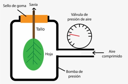 Transparent Bomba Png - Pressure Bomb Leaf Water Potential, Png Download, Transparent PNG