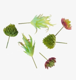 Transparent Succulents Png - Tall Field Buttercup, Png Download, Transparent PNG