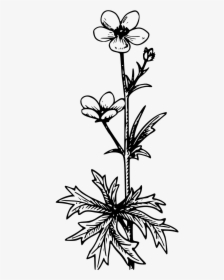 Buttercup Clipart Black And White, HD Png Download, Transparent PNG