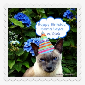 Birthday Cat Monday Merlin Surprise - Happy Dtac, HD Png Download, Transparent PNG