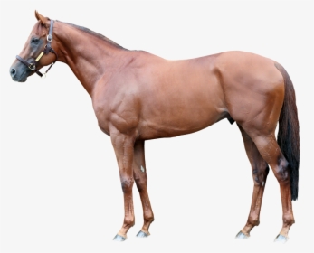 Lspear Foreground - Teofilo Stallion, HD Png Download, Transparent PNG