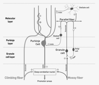 File - Cerebellar Circuit - Svg - Cerebellar Circuit, HD Png Download, Transparent PNG