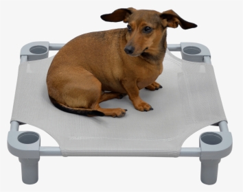 Solid Color Premium Weave Dog Cot - Companion Dog, HD Png Download, Transparent PNG