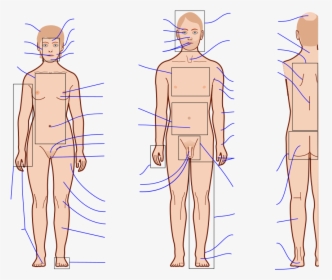 Transparent Human Anatomy Clipart - Human Body Anatomy Blank, HD Png  Download , Transparent Png Image - PNGitem