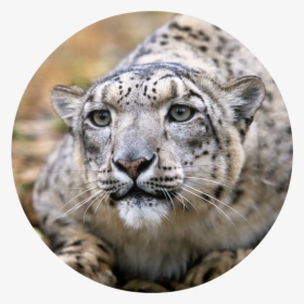 Adult Snow Leopards , Png Download, Transparent Png, Transparent PNG