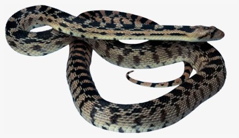 Snake Png Image Picture Download Free, Transparent Png, Transparent PNG