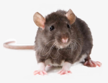 Rat Animal , Png Download, Transparent Png, Transparent PNG