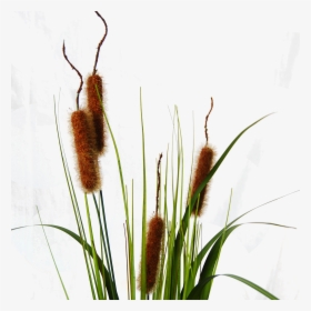 Download Typha Cattail Png Image With No Background, Transparent Png, Transparent PNG