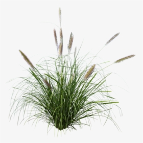 #cattails, HD Png Download, Transparent PNG
