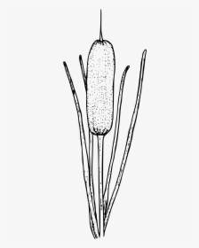 Cattail Clip Art Drawing Portable Network Graphics, HD Png Download, Transparent PNG