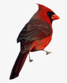 Transparent Cardinal Bird Png, Png Download, Transparent PNG