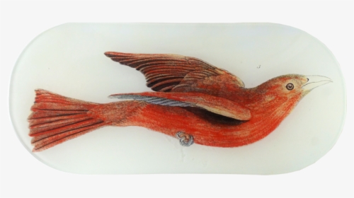 Red Bird Png, Transparent Png, Transparent PNG