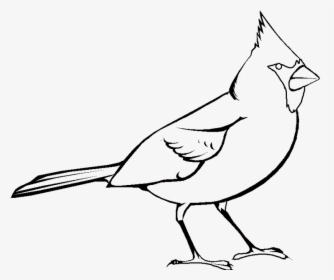 28 Collection Of Cardinal Clipart Black And White, HD Png Download, Transparent PNG