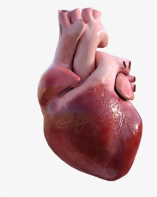 Transparent Real Heart Png - Real Human Heart Png, Png Download