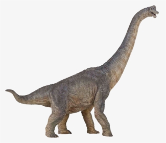 Brachiosaurus Dinosaur Size Stegosaurus Spinosaurus, HD Png Download, Transparent PNG