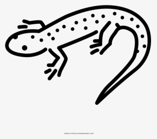 Salamander Coloring Page, HD Png Download, Transparent PNG