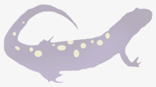 Salamander Png, Transparent Png, Transparent PNG