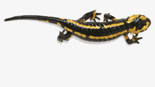 Salamander Png Photos, Transparent Png, Transparent PNG
