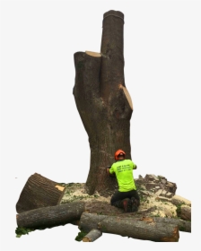 Tree Stump, HD Png Download, Transparent PNG