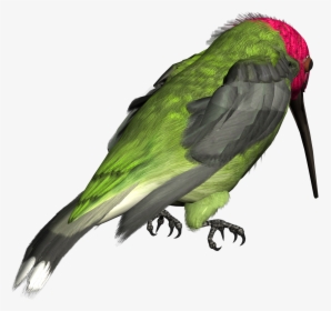 Hummingbird Png Picture, Transparent Png, Transparent PNG
