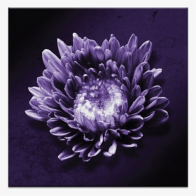 Flower In Violet, HD Png Download, Transparent PNG