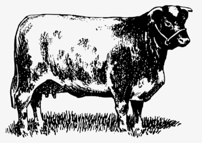 Dairy Cattle Highland Cattle Bull Shorthorn Beef Cattle - Shorthorn Bull Line Drawing, HD Png Download, Transparent PNG