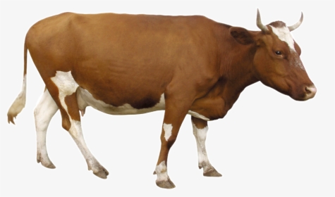 Beef Cattle Dairy Brown - Brown Cow Transparent Background, HD Png Download, Transparent PNG