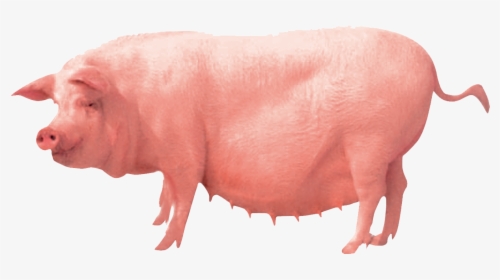 Pig Farming Clip Art - Pig Farm Png, Transparent Png, Transparent PNG