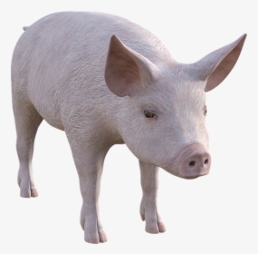 Pig, Farm, Piglet, Animals, Cute, Pigs, Livestock - Domestic Pig, HD Png Download, Transparent PNG