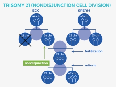 Graphic Showing Nondisjunction Cell Division - Trisomy 21 Nondisjunction Down Syndrome, HD Png Download, Transparent PNG