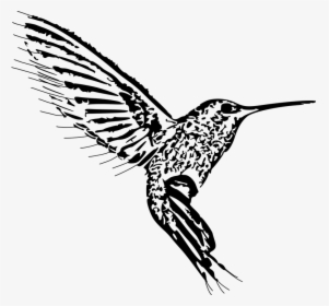Bird, Design, White, Nature, Animal, Pattern - Hummingbird, HD Png Download, Transparent PNG