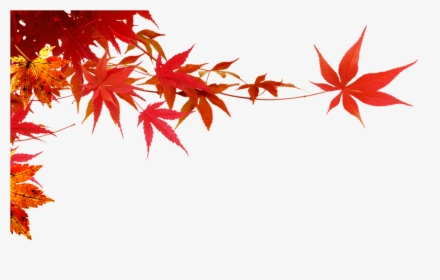 Maple Leaf,maple Branch Png Download - Maple Leaf Png Background, Transparent Png, Transparent PNG