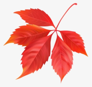 Red Maple Leaf Png Image - Folhas Do Canada Png, Transparent Png, Transparent PNG