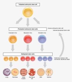 422 Feature Stem Cell New - Stem Cell Differentiation, HD Png Download, Transparent PNG