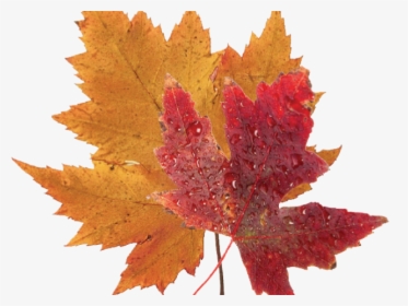Autumn Leaves Clipart Green Fall Leaf - Real Blue Maple Leaf, HD Png Download, Transparent PNG