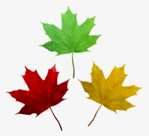Download Fall Leaves Set Clipart Png Photo - Maple Leaves Free Clipart, Transparent Png, Transparent PNG