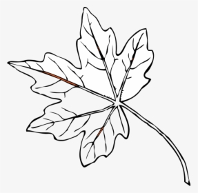Collection Of Outline Of A Tree Drawing - Maple Leaves Black And White, HD Png Download, Transparent PNG