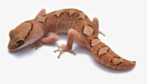House Gecko, HD Png Download, Transparent PNG