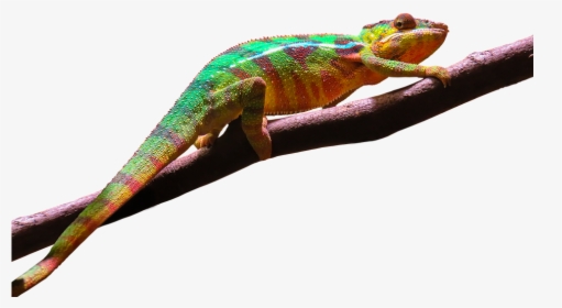 Leopard Gecko Clipart Transparent Background - Geckos Transparent Background Png, Png Download, Transparent PNG