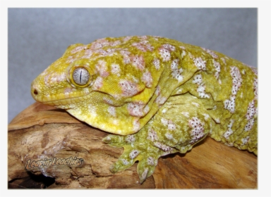 Leachianus Gecko Full Grown, HD Png Download, Transparent PNG