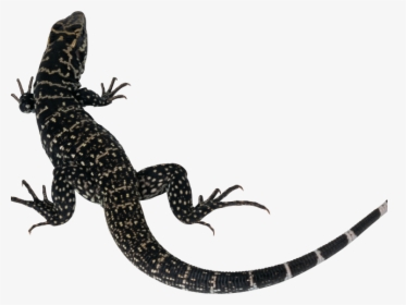 12 Yellow Spotted Lizard, HD Png Download, Transparent PNG