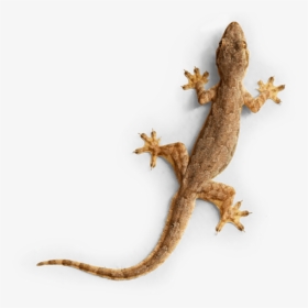Gecko Img - House Lizards, HD Png Download, Transparent PNG
