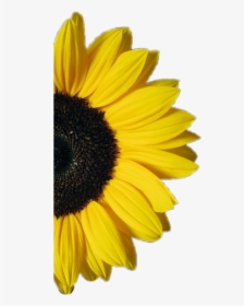 #sunflower #half #flower #yellow - White And Yellow Background, HD Png Download, Transparent PNG