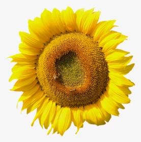 Sunflower, Blossom, Bloom, Summer, Yellow, Nature - Hoa Huong Duong Png, Transparent Png, Transparent PNG