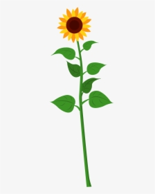 Drawn Sunflower Tall Sunflower - Clip Art Of Tall Sunflower, HD Png Download, Transparent PNG