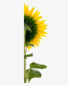 Sunflower Back Png - Sunflower .png, Transparent Png, Transparent PNG