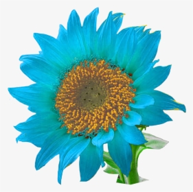 Sunflower Transparent Blue - Sunflowers, HD Png Download, Transparent PNG